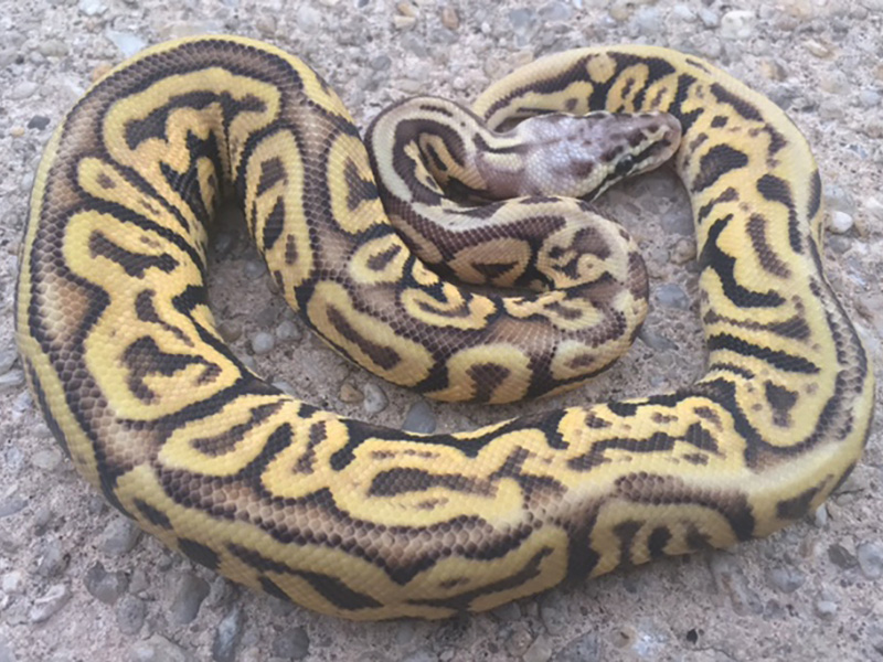 Leopard Spotnose Super Pastel