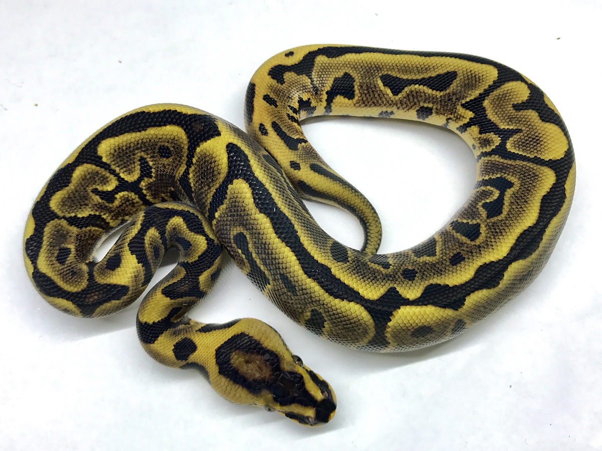 Leopard Woma Yellow Belly - Morph List - World of Ball Pytho