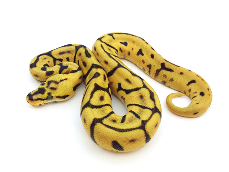 Leopard Enchi Bumble Bee