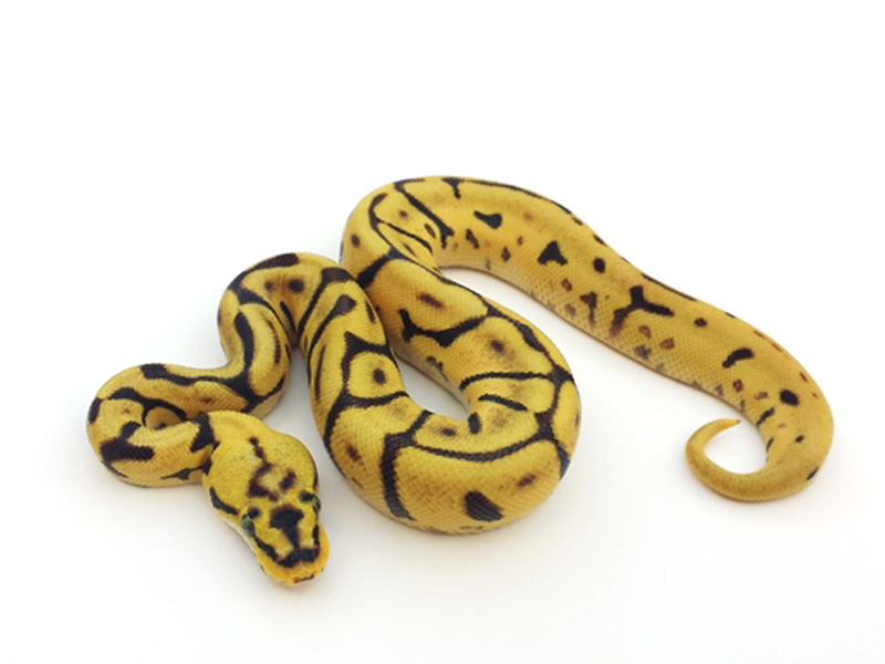 Leopard Enchi Bumble Bee