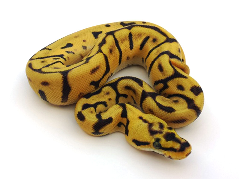 Leopard Enchi Bumble Bee