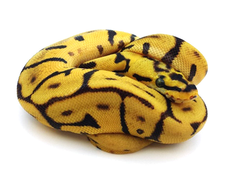 Leopard Enchi Bumble Bee