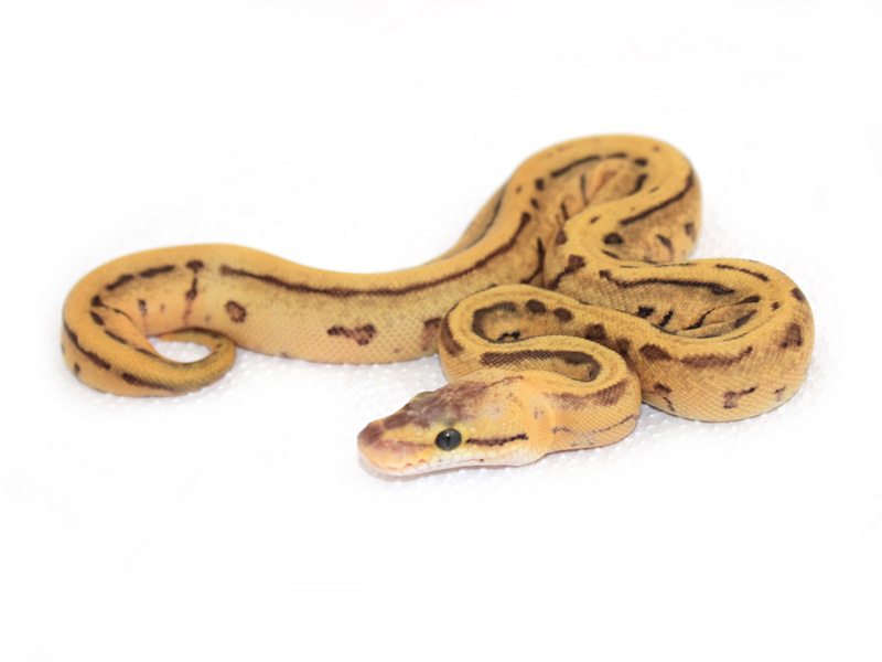 Leopard Enchi Lemon Blast