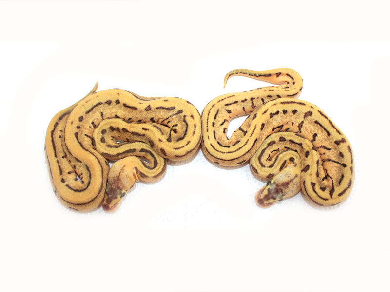 Leopard Enchi Lemon Blast