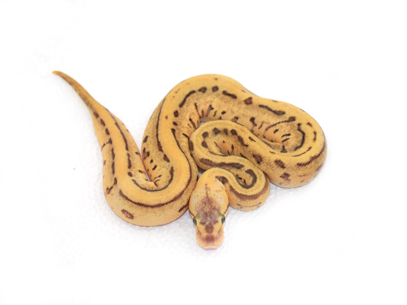 Leopard Enchi Lemon Blast