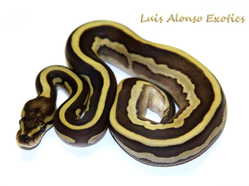 Leopard Lesser Calico