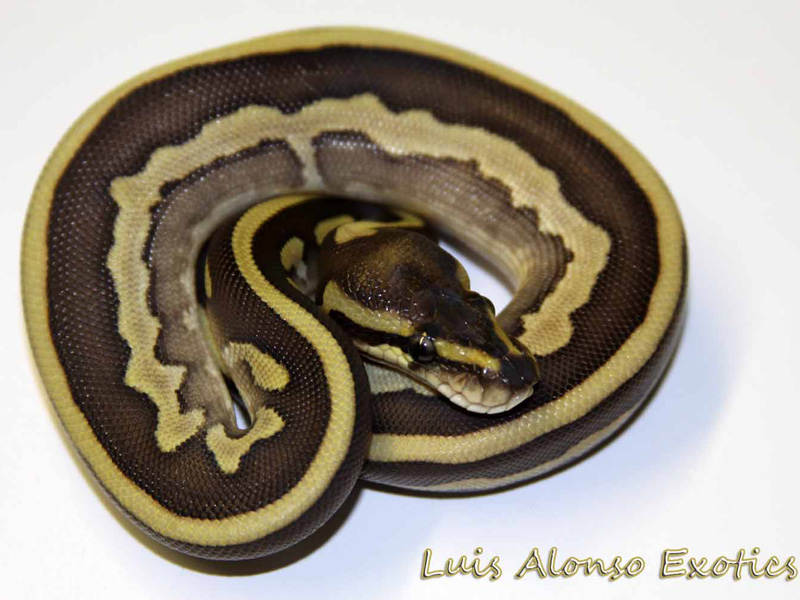 Leopard Lesser Calico