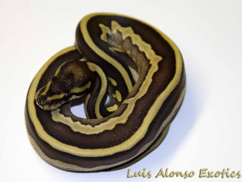 Leopard Lesser Calico