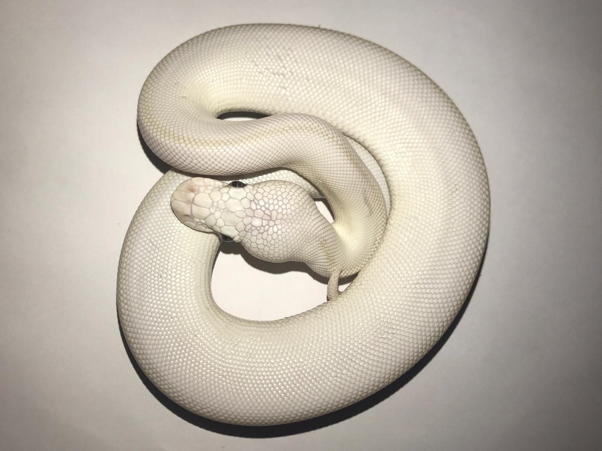 Leopard Lesser Mojave