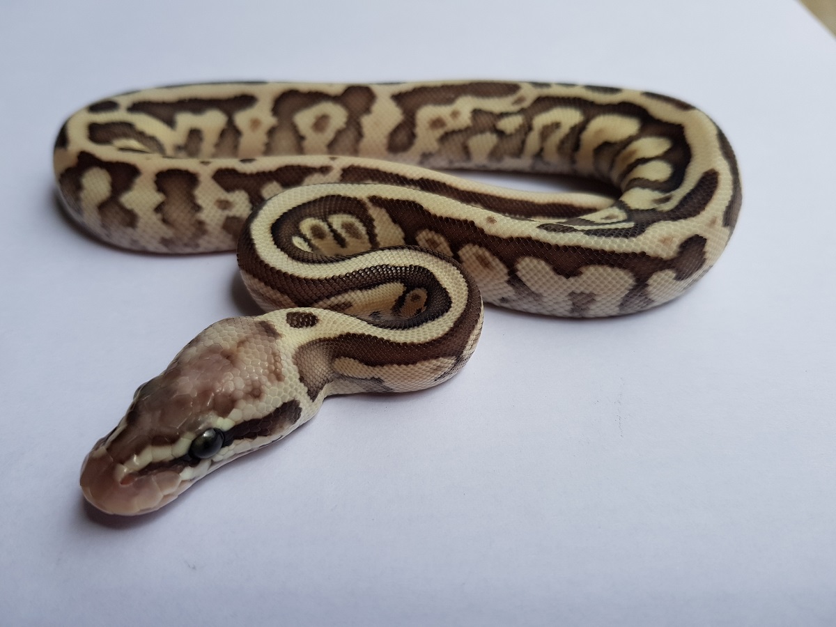 Leopard Lesser Pastel Woma