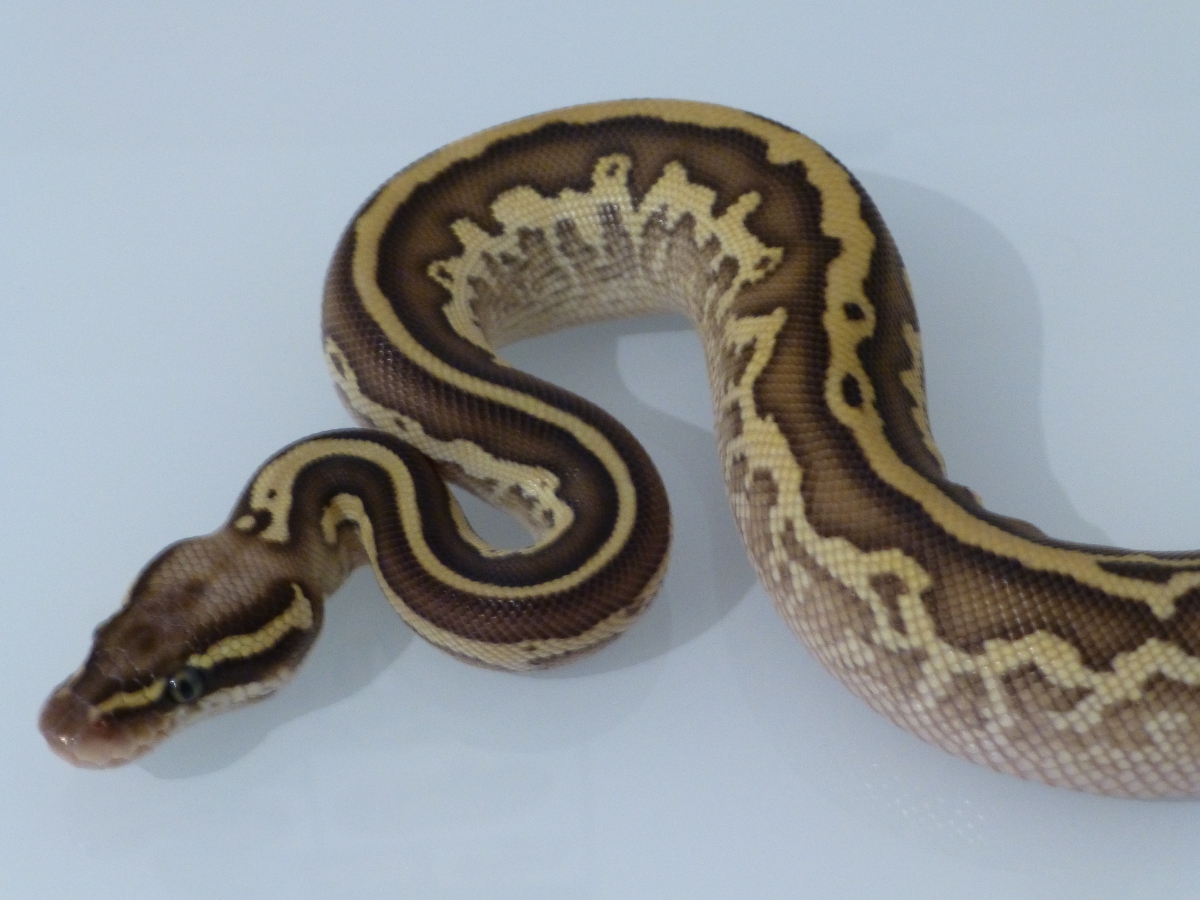 Leopard Lesser Pastel Yellow Belly