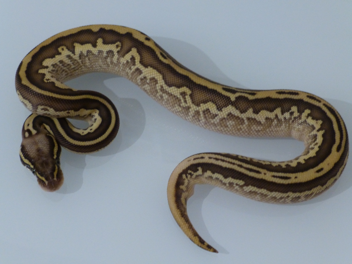 Leopard Lesser Pastel Yellow Belly