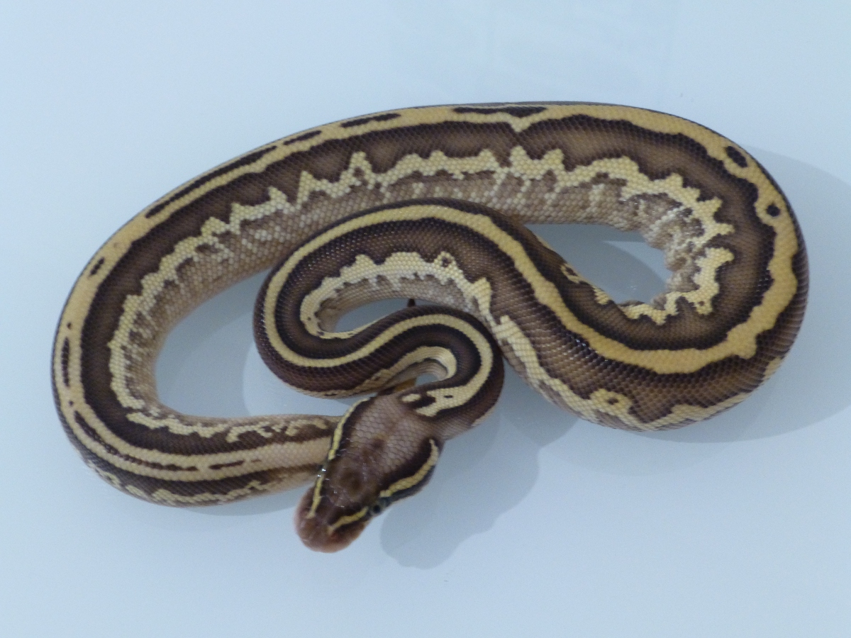 Leopard Lesser Pastel Yellow Belly