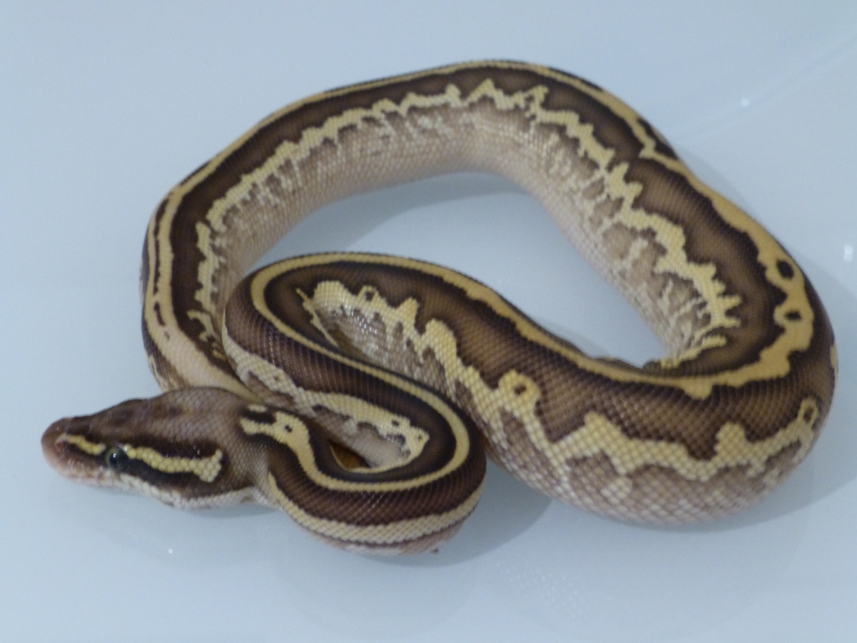 Leopard Lesser Pastel Yellow Belly