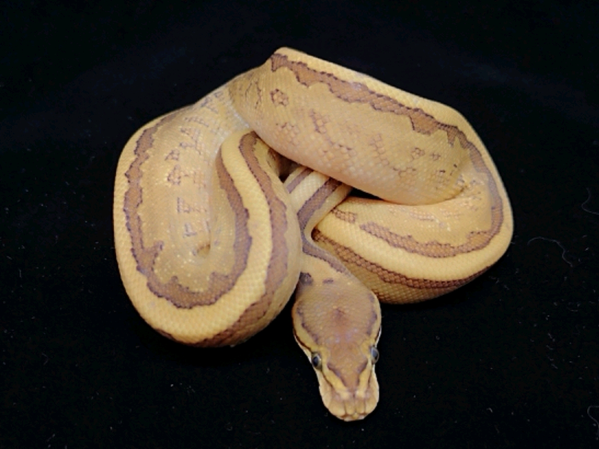 Leopard Lesser Pinstripe Yellow Belly