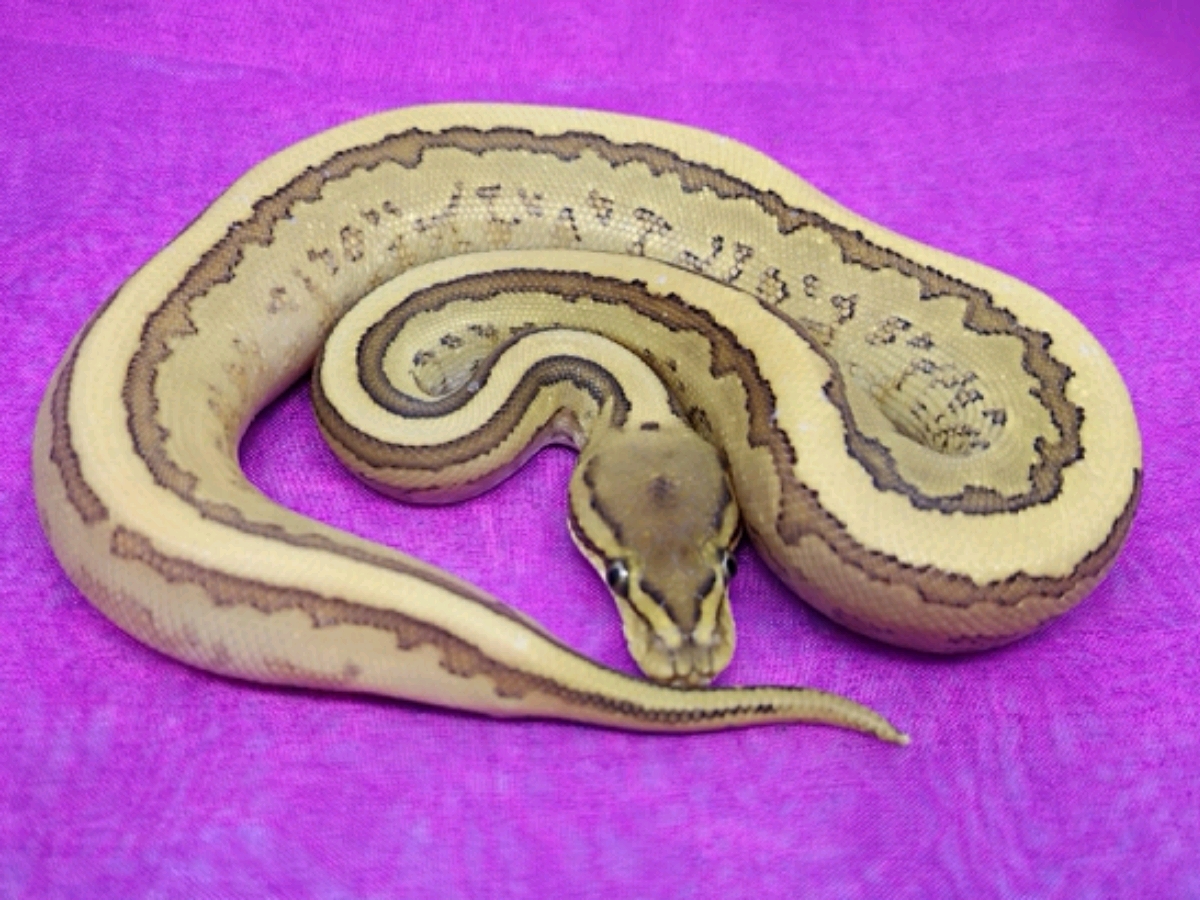 Leopard Lesser Pinstripe Yellow Belly