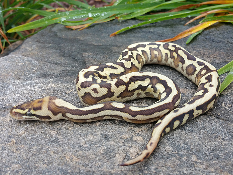 Leopard Lesser Spotnose Yellow Belly