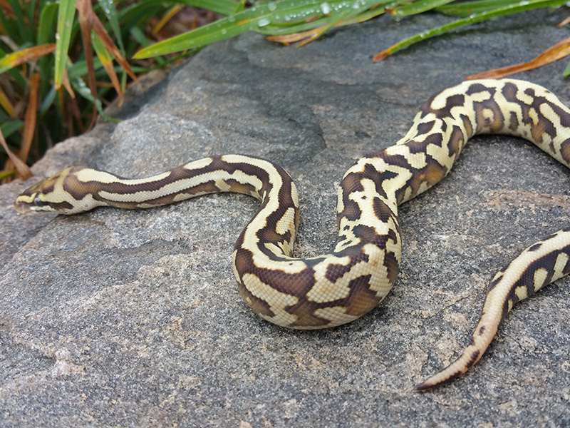 Leopard Lesser Spotnose Yellow Belly