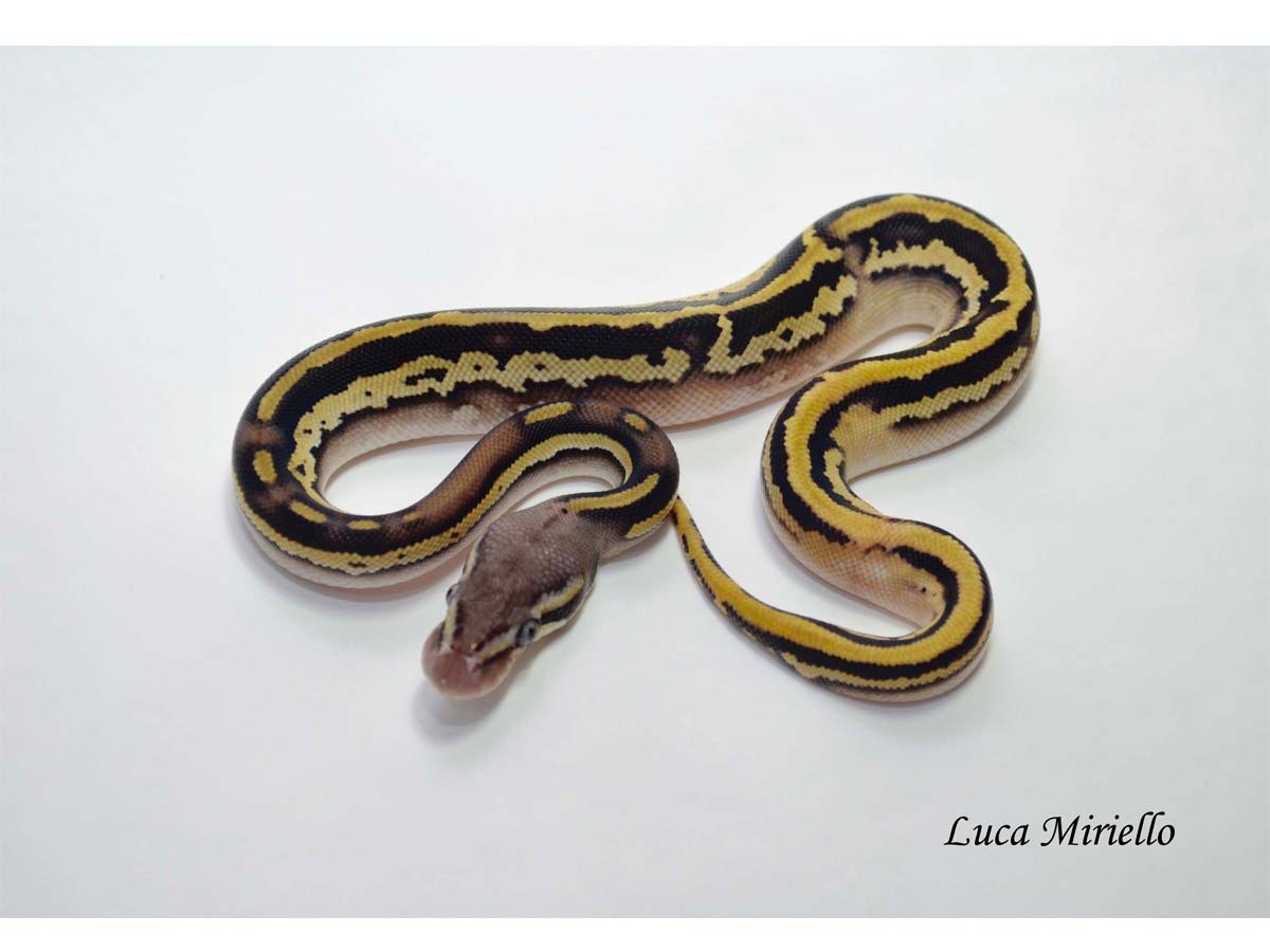 Leopard Mojave Orange Dream Pastel