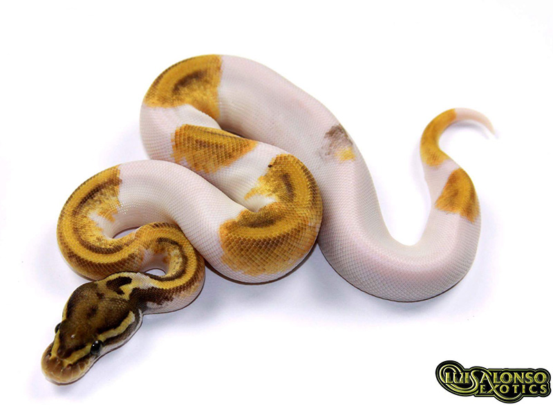 Leopard Mojave Pastel Pied