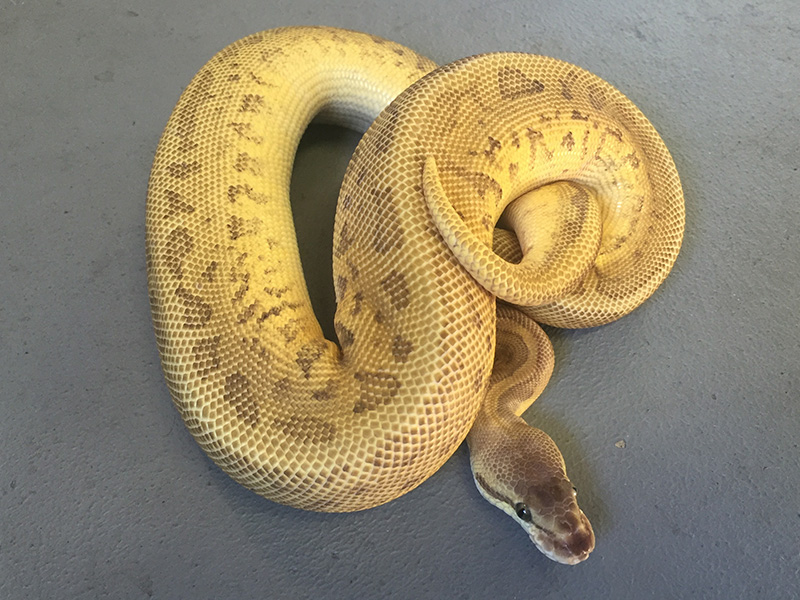 Leopard Mojave Pastel Pinstripe