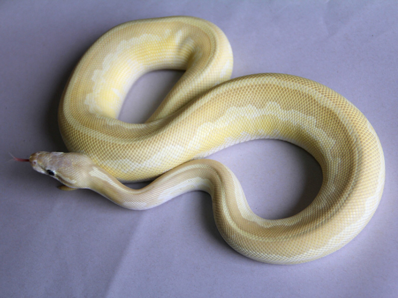 Leopard Mojave Pastel Special