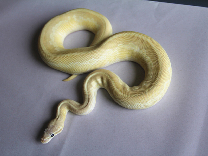 Leopard Mojave Pastel Special