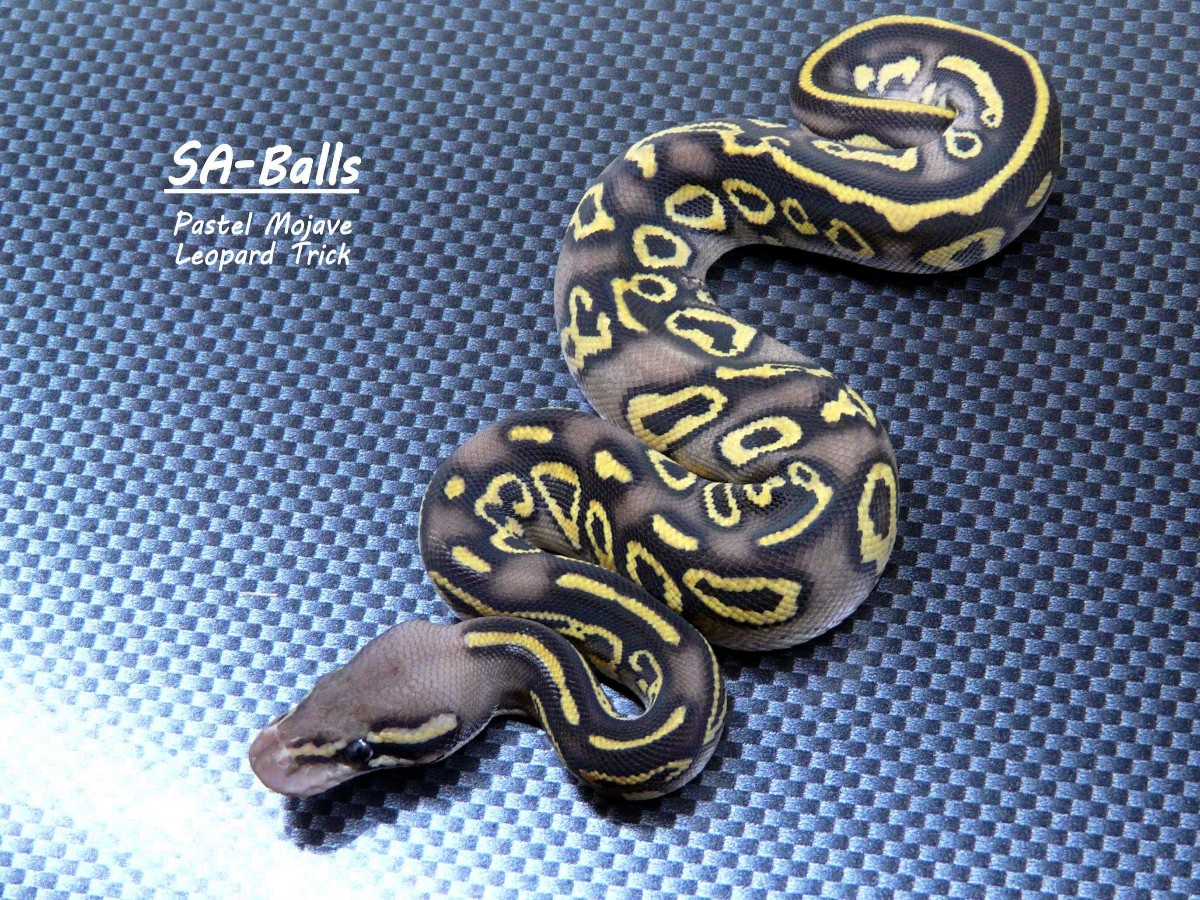 Leopard Mojave Pastel Trick