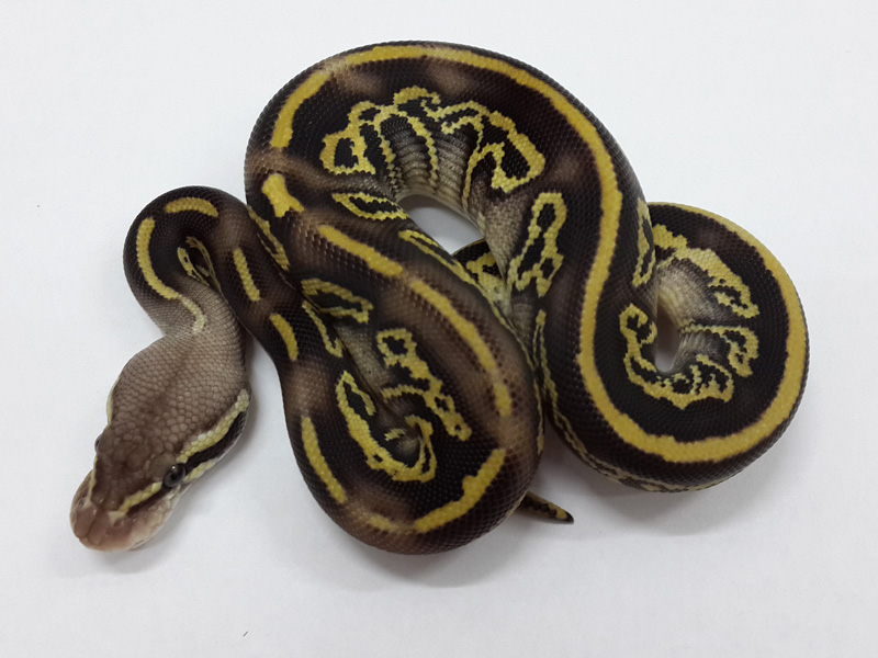 Leopard Mojave Pastel