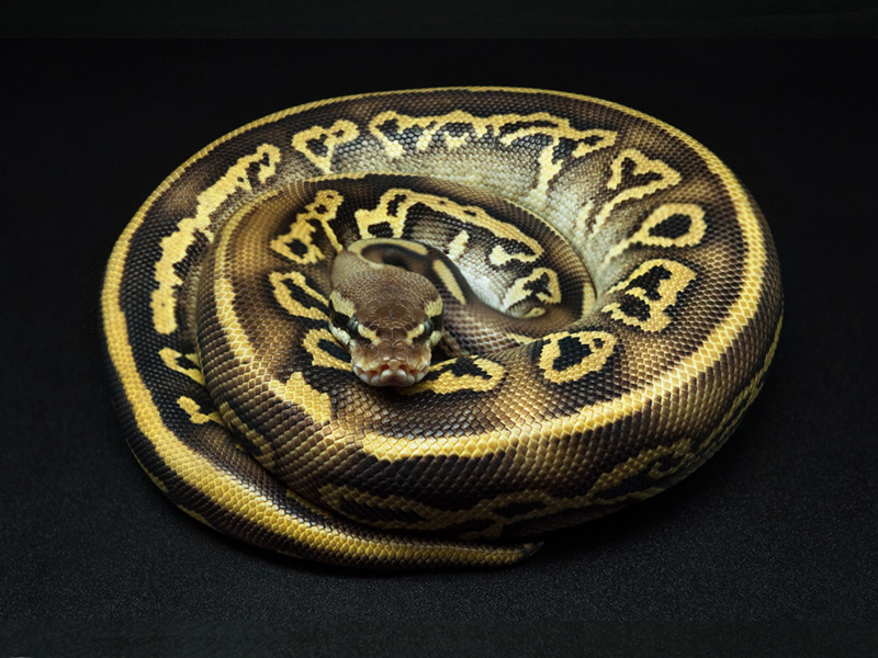 Leopard Mojave Pastel