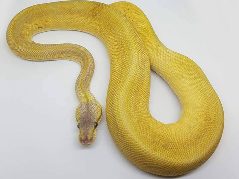 Leopard Mojave Pinstripe Super Pastel