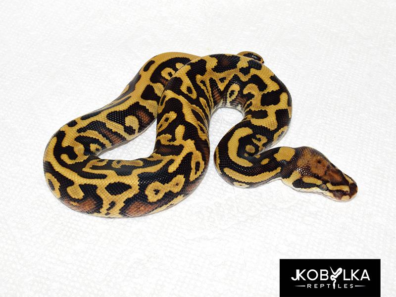 Leopard Mojave Spotnose - Morph List - World of Ball Pythons