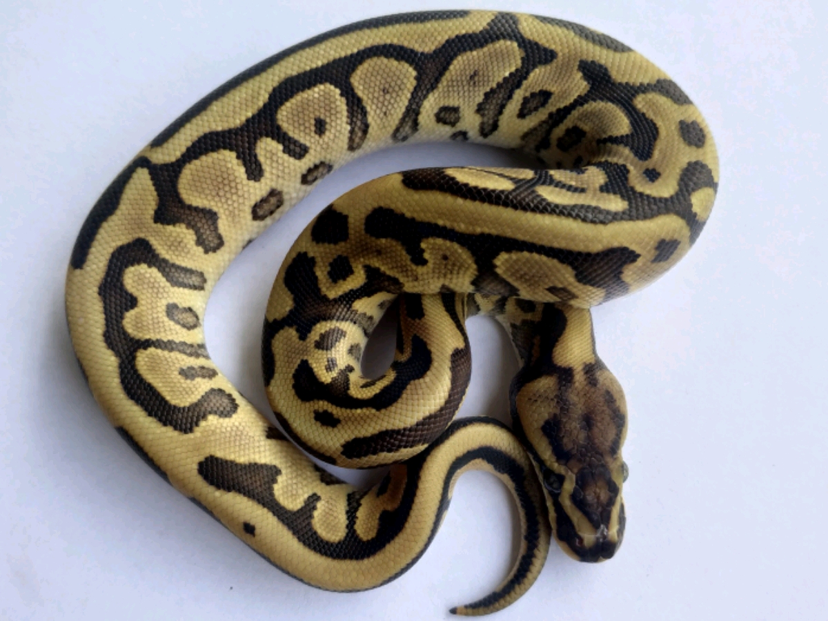 Leopard Mojave Woma