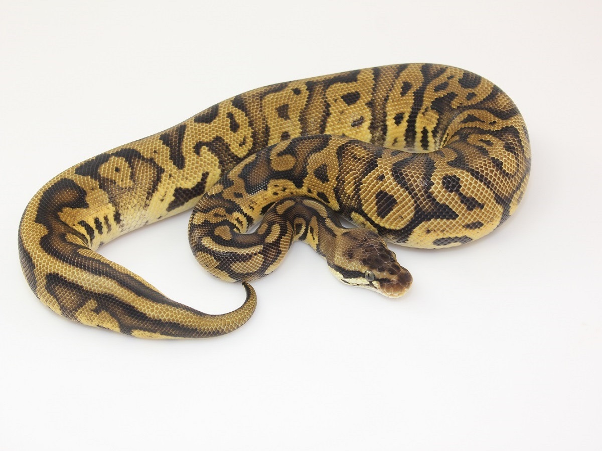 Leopard Nanny Ball Pastel