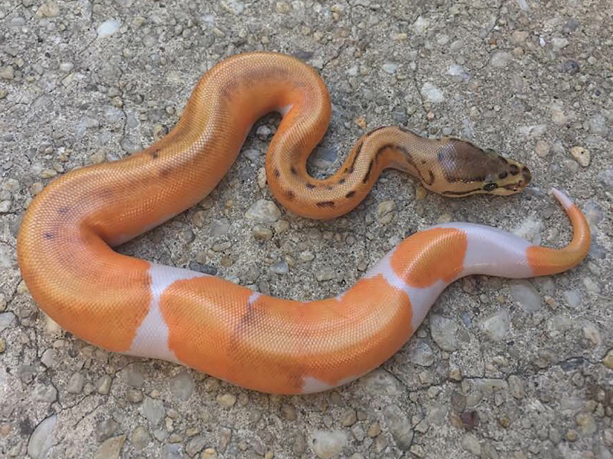 Leopard Orange Dream Piebald Pinstripe - Morph List - World of Ball Pythons