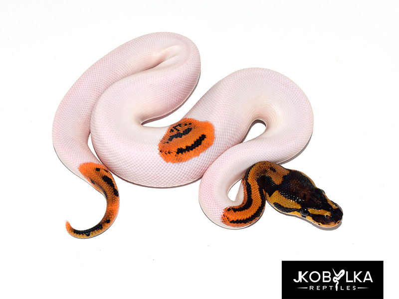 Leopard Orange Dream Piebald