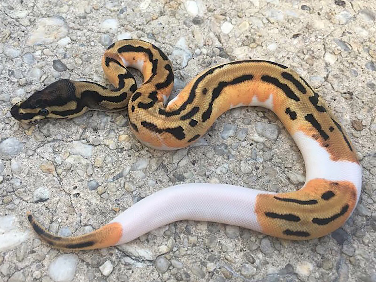 Leopard Orange Dream Piebald