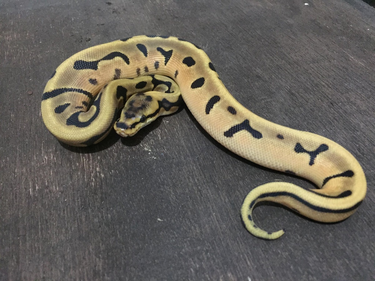 Leopard Orange Dream Woma