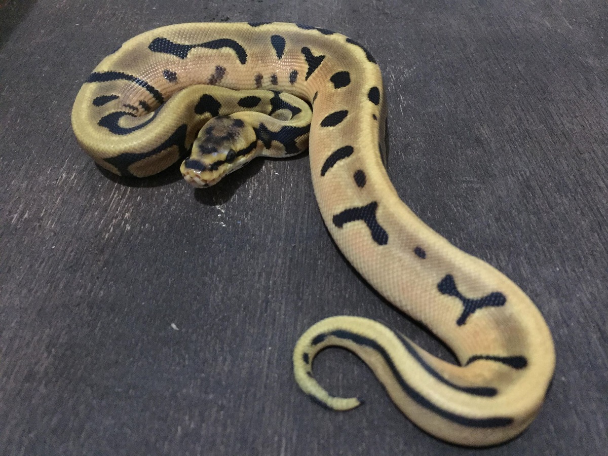 Leopard Orange Dream Woma