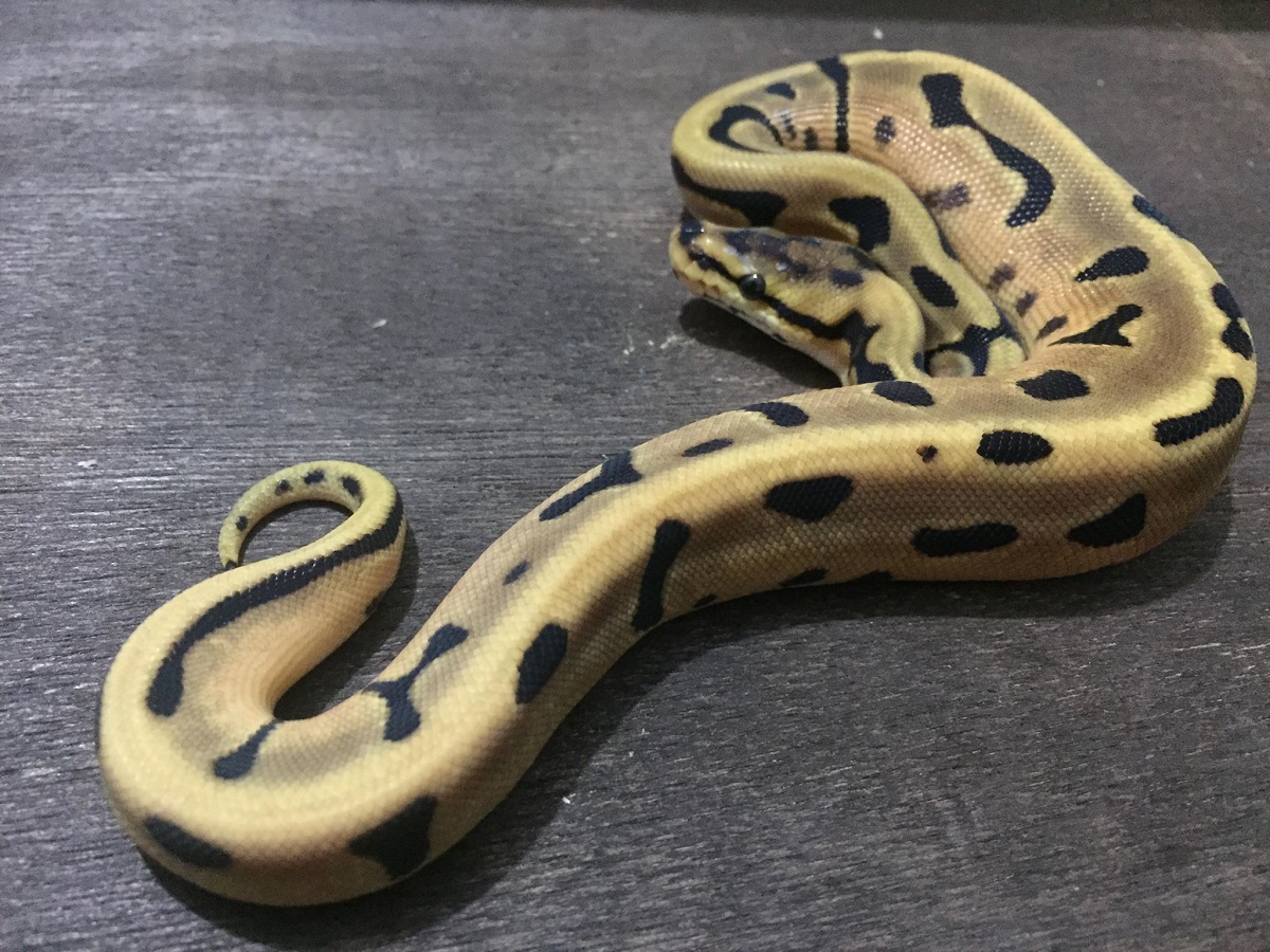 Leopard Orange Dream Woma