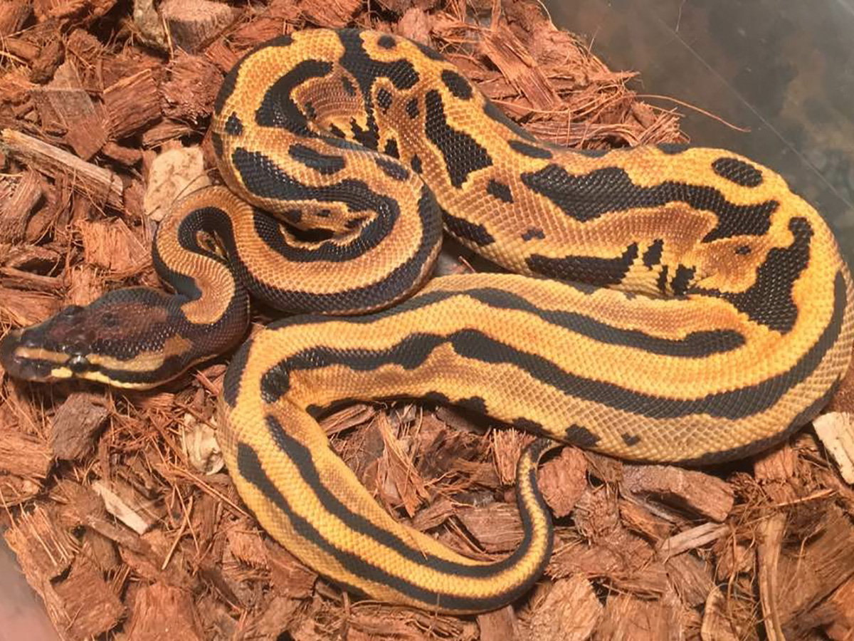 Leopard Orange Dream Yellow Belly