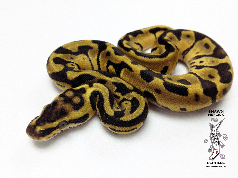 Leopard Pastel Enchi