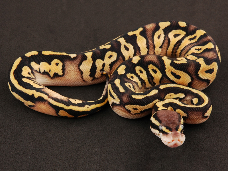 Leopard Pastel Mystic