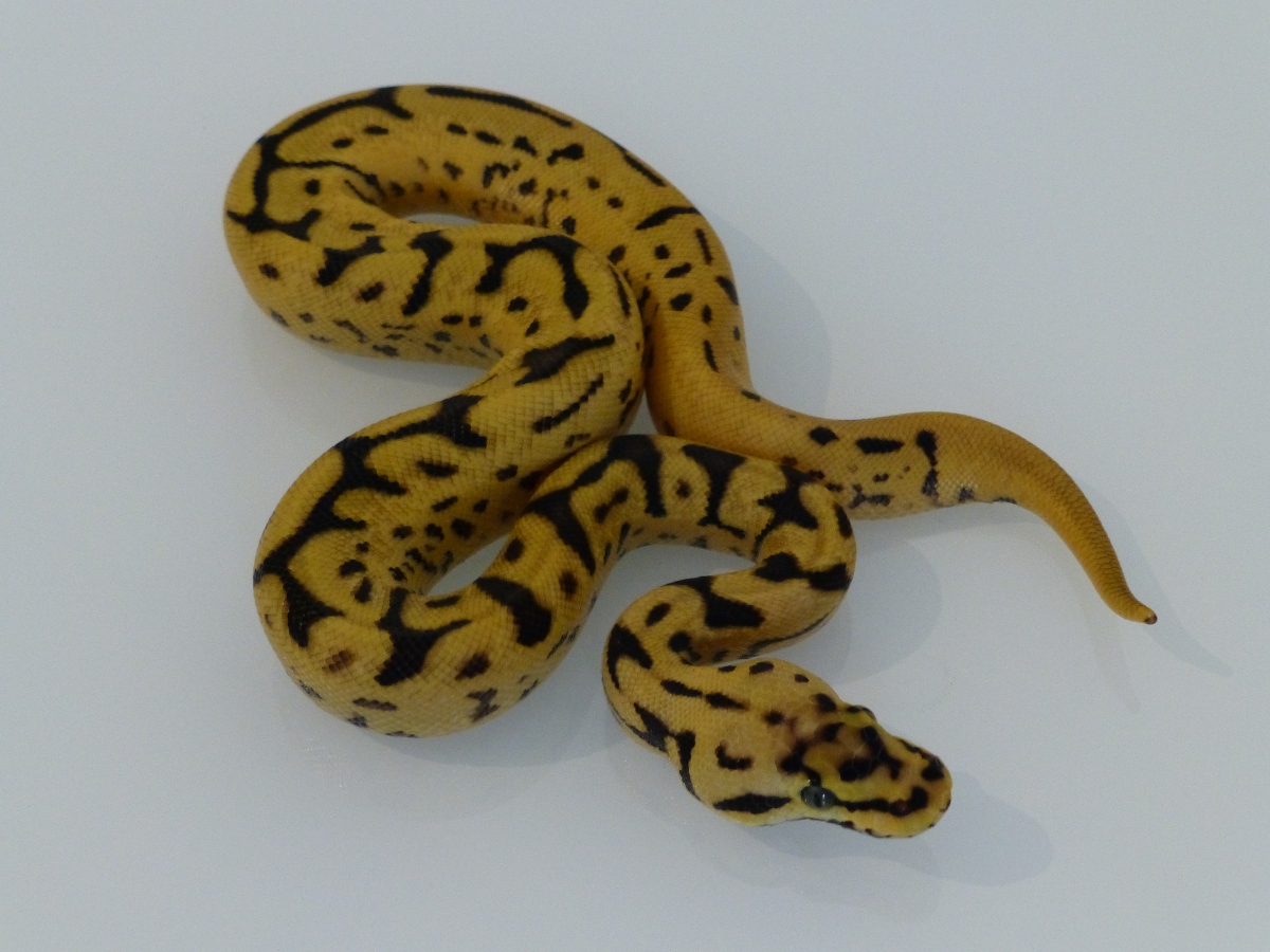 Leopard Pastel Phantom Spider Yellow Belly