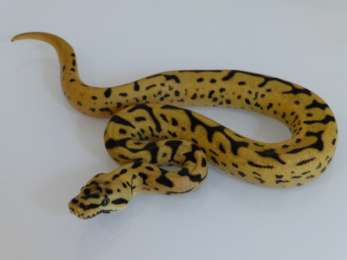 Leopard Pastel Phantom Spider Yellow Belly