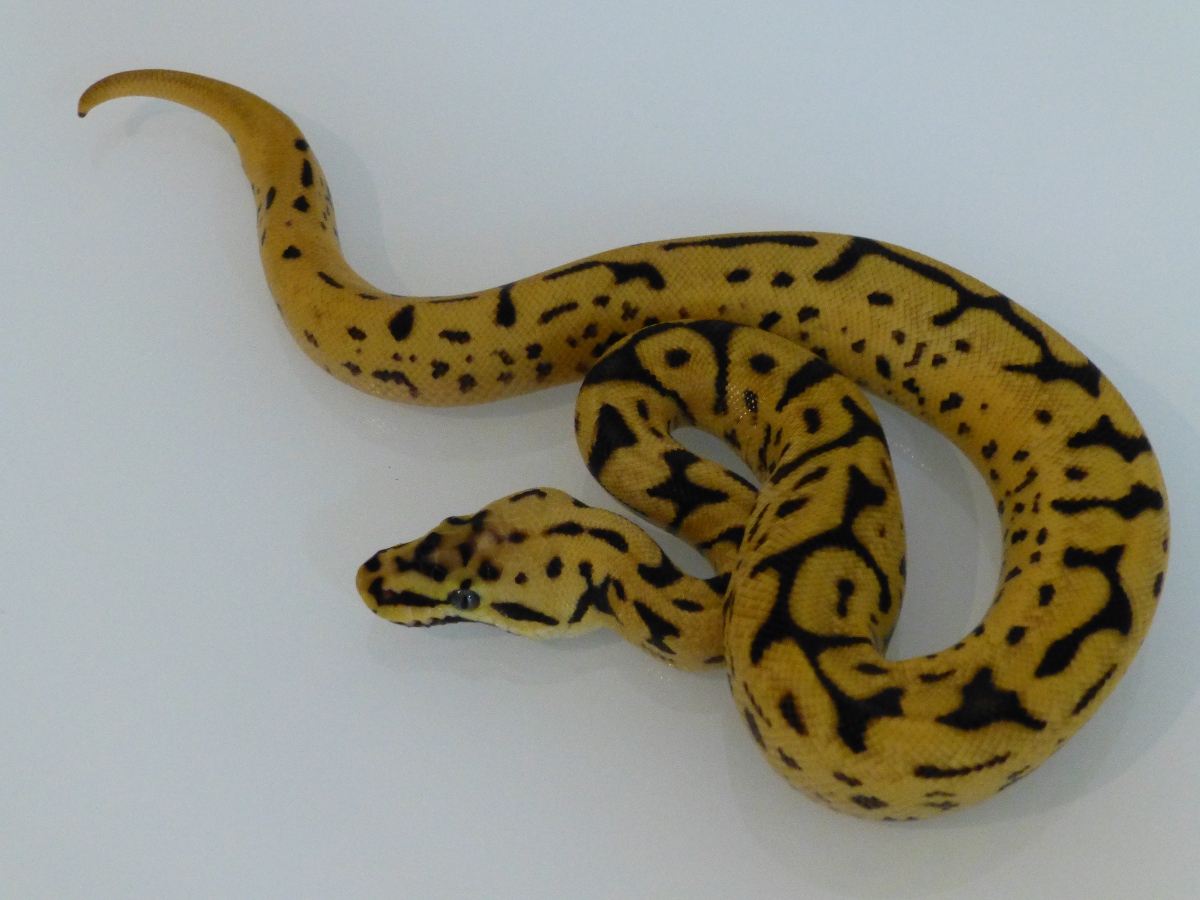 Leopard Pastel Phantom Spider Yellow Belly