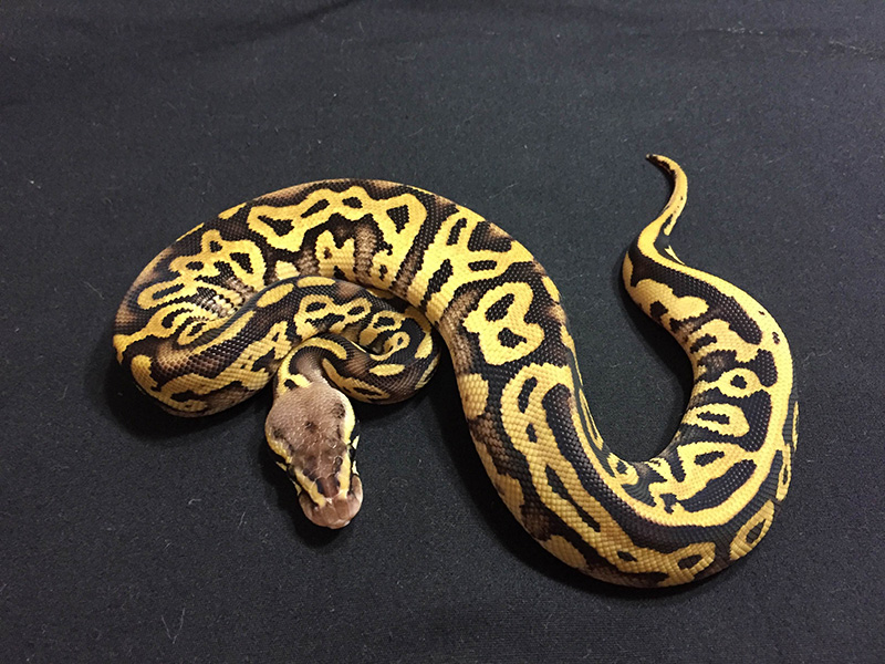 Leopard Pastel Phantom