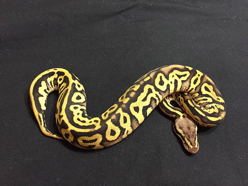 Leopard Pastel Phantom