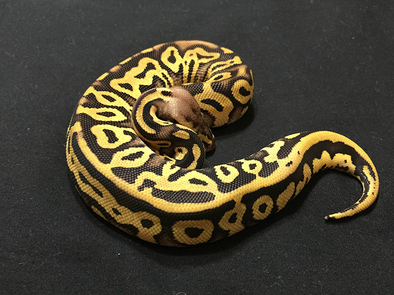 Leopard Pastel Phantom