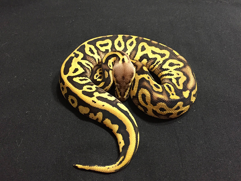 Leopard Pastel Phantom